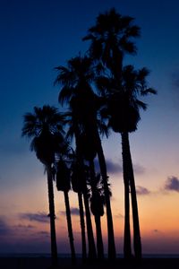 Preview wallpaper palms, night, sky
