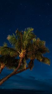 Preview wallpaper palms, night, starry sky, tropics