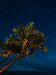 Preview wallpaper palms, night, starry sky, tropics