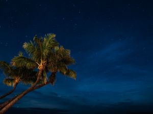 Preview wallpaper palms, night, starry sky, tropics