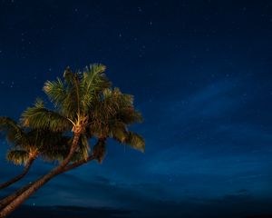 Preview wallpaper palms, night, starry sky, tropics