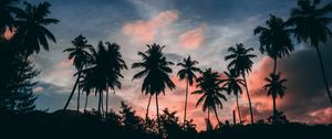 Preview wallpaper palms, outlines, sunset, tropics, clouds, sky