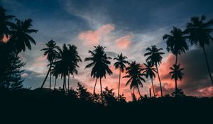 Preview wallpaper palms, outlines, sunset, tropics, clouds, sky