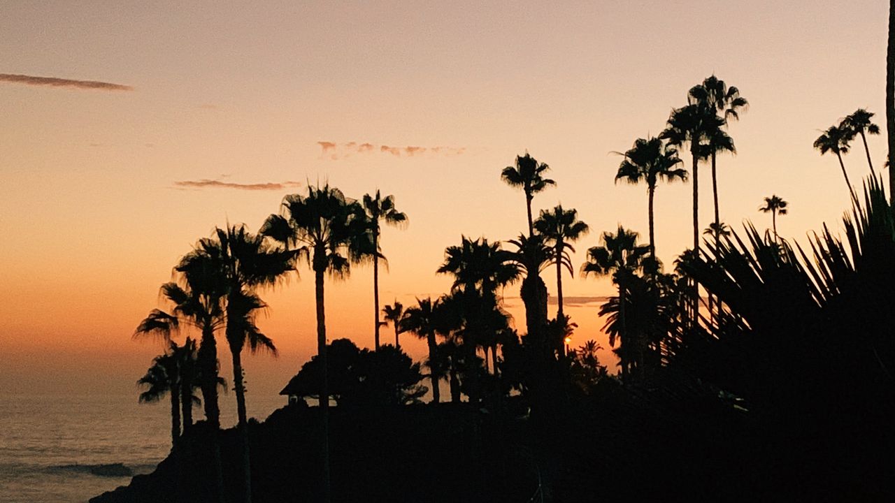 Wallpaper palms, silhouette, tropical, sunset