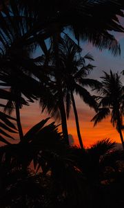 Preview wallpaper palms, silhouettes, dark, dusk