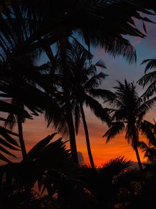 Preview wallpaper palms, silhouettes, dark, dusk