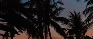Preview wallpaper palms, silhouettes, dark, dusk