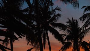 Preview wallpaper palms, silhouettes, dark, dusk