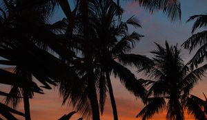 Preview wallpaper palms, silhouettes, dark, dusk