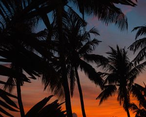 Preview wallpaper palms, silhouettes, dark, dusk