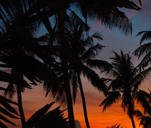 Preview wallpaper palms, silhouettes, dark, dusk