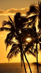 Preview wallpaper palms, silhouettes, sea, sunset, dark