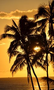 Preview wallpaper palms, silhouettes, sea, sunset, dark