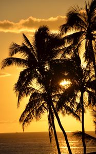 Preview wallpaper palms, silhouettes, sea, sunset, dark