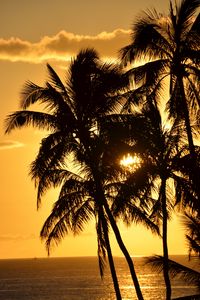 Preview wallpaper palms, silhouettes, sea, sunset, dark