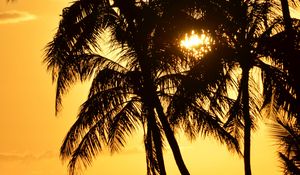 Preview wallpaper palms, silhouettes, sea, sunset, dark