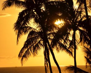 Preview wallpaper palms, silhouettes, sea, sunset, dark