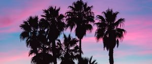 Preview wallpaper palms, silhouettes, shadow, beach, sky