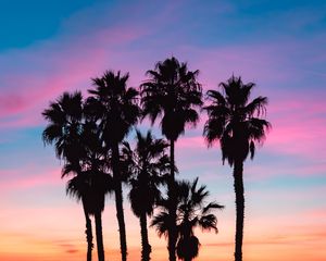 Preview wallpaper palms, silhouettes, shadow, beach, sky