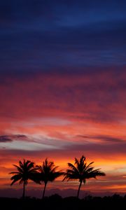 Preview wallpaper palms, silhouettes, sunset, sky, clouds, tropics