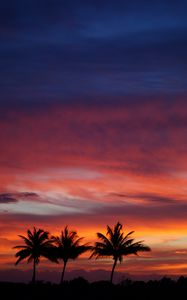 Preview wallpaper palms, silhouettes, sunset, sky, clouds, tropics