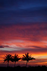 Preview wallpaper palms, silhouettes, sunset, sky, clouds, tropics