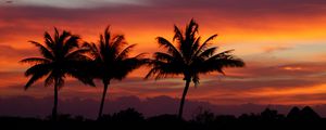 Preview wallpaper palms, silhouettes, sunset, sky, clouds, tropics