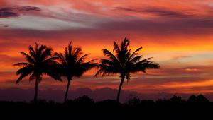 Preview wallpaper palms, silhouettes, sunset, sky, clouds, tropics