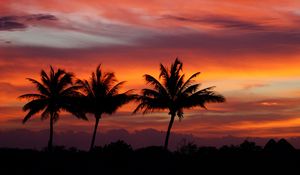 Preview wallpaper palms, silhouettes, sunset, sky, clouds, tropics