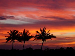 Preview wallpaper palms, silhouettes, sunset, sky, clouds, tropics