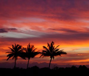 Preview wallpaper palms, silhouettes, sunset, sky, clouds, tropics