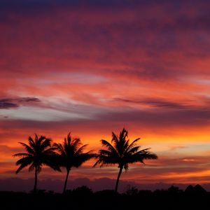 Preview wallpaper palms, silhouettes, sunset, sky, clouds, tropics