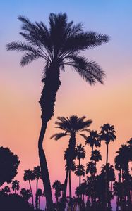 Preview wallpaper palms, silhouettes, sunset, gradient, dark