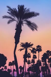 Preview wallpaper palms, silhouettes, sunset, gradient, dark