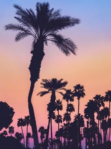 Preview wallpaper palms, silhouettes, sunset, gradient, dark