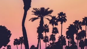 Preview wallpaper palms, silhouettes, sunset, gradient, dark