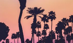 Preview wallpaper palms, silhouettes, sunset, gradient, dark