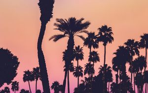 Preview wallpaper palms, silhouettes, sunset, gradient, dark