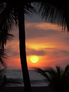 Preview wallpaper palms, silhouettes, sunset, sun, dark