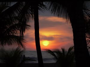Preview wallpaper palms, silhouettes, sunset, sun, dark