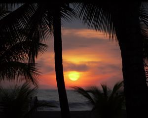 Preview wallpaper palms, silhouettes, sunset, sun, dark