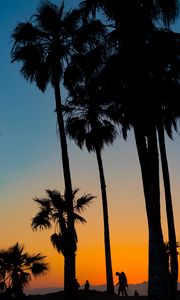 Preview wallpaper palms, silhouettes, tropics, sunset, trees