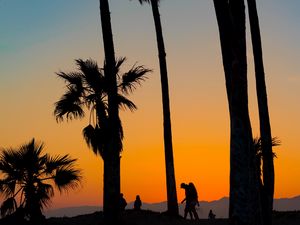 Preview wallpaper palms, silhouettes, tropics, sunset, trees