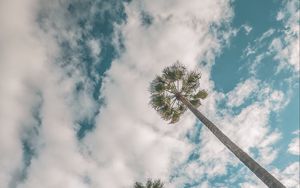 Preview wallpaper palms, sky, clouds, low-angle