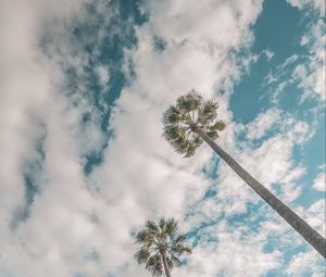 Preview wallpaper palms, sky, clouds, low-angle