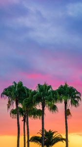 Preview wallpaper palms, sky, trees, maspalomas, spain