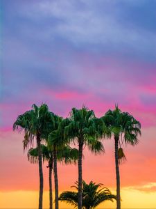 Preview wallpaper palms, sky, trees, maspalomas, spain