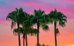 Preview wallpaper palms, sky, trees, maspalomas, spain