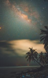 Preview wallpaper palms, starry sky, shore, night, tropics