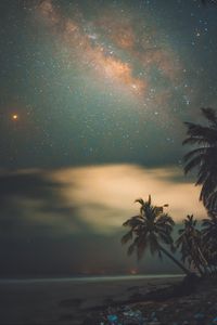 Preview wallpaper palms, starry sky, shore, night, tropics